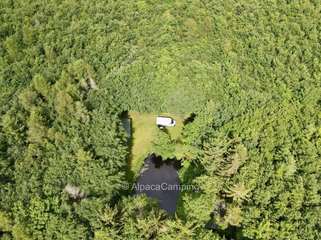 Deciduous Forest Pleasure