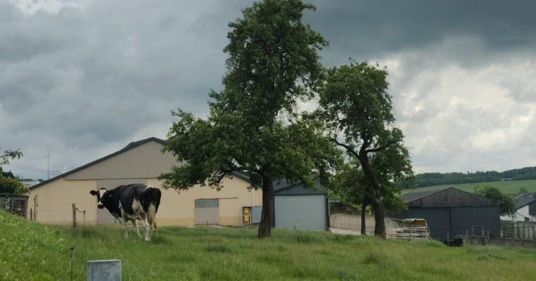 Schattiges Plätzchen unter einer Eiche