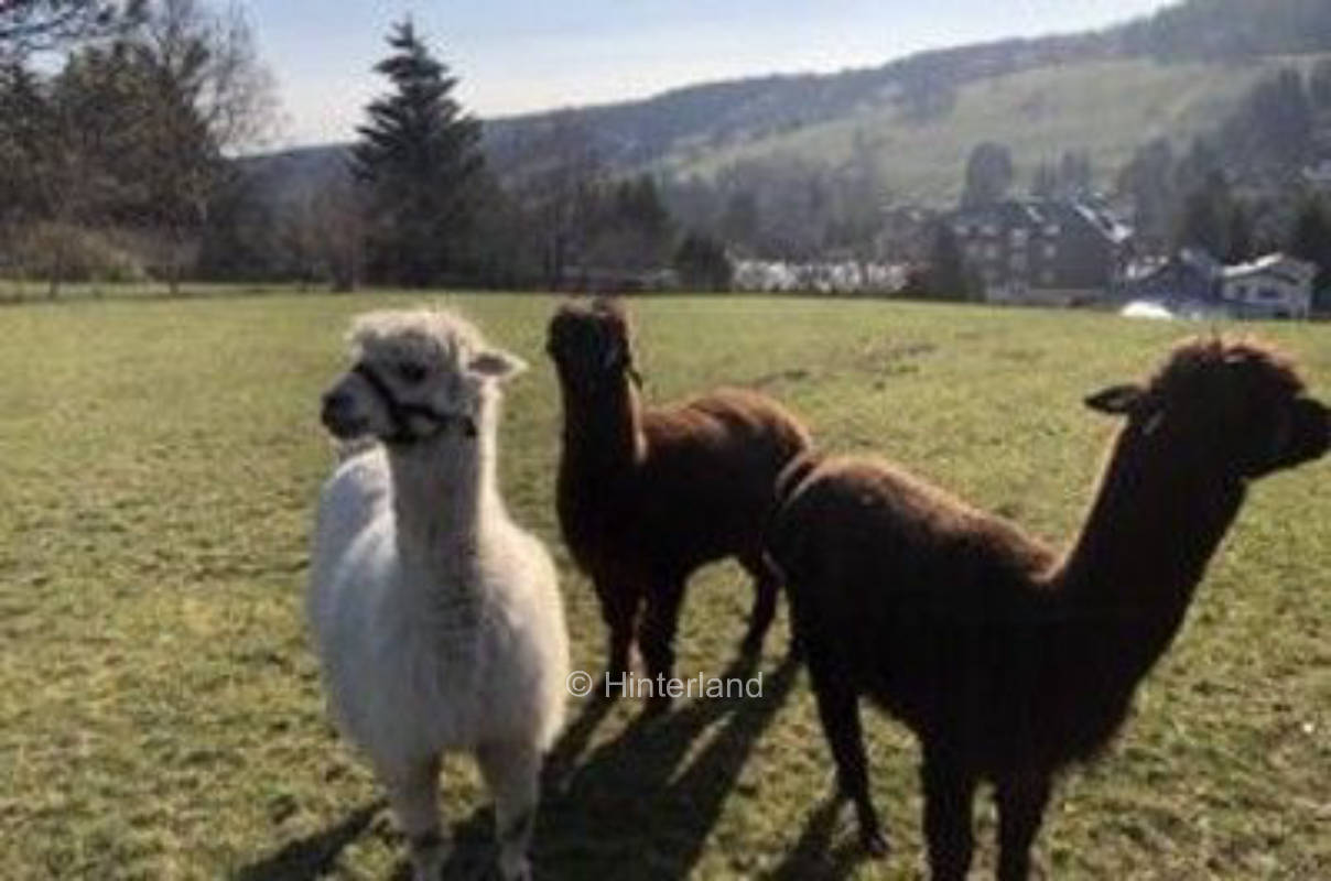Alpakaweide auf den Höhen des Thüringer Waldes 