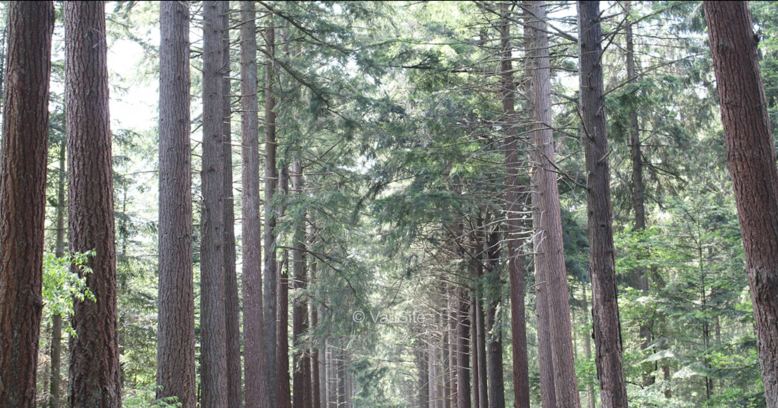 An der alten Krongutsallee