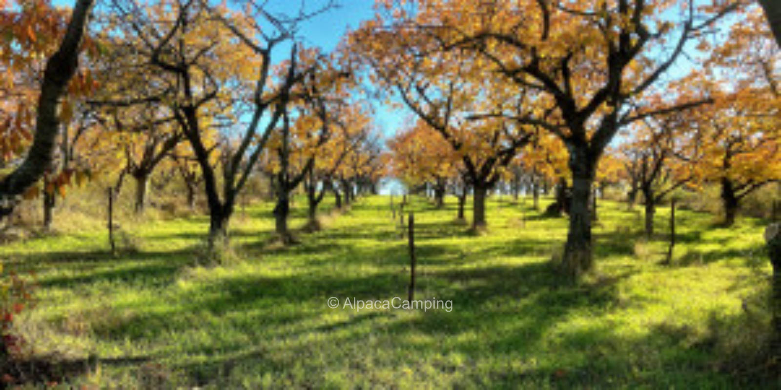 Campsite Secluded Walnut Cherry Scattered Orchard with Far View