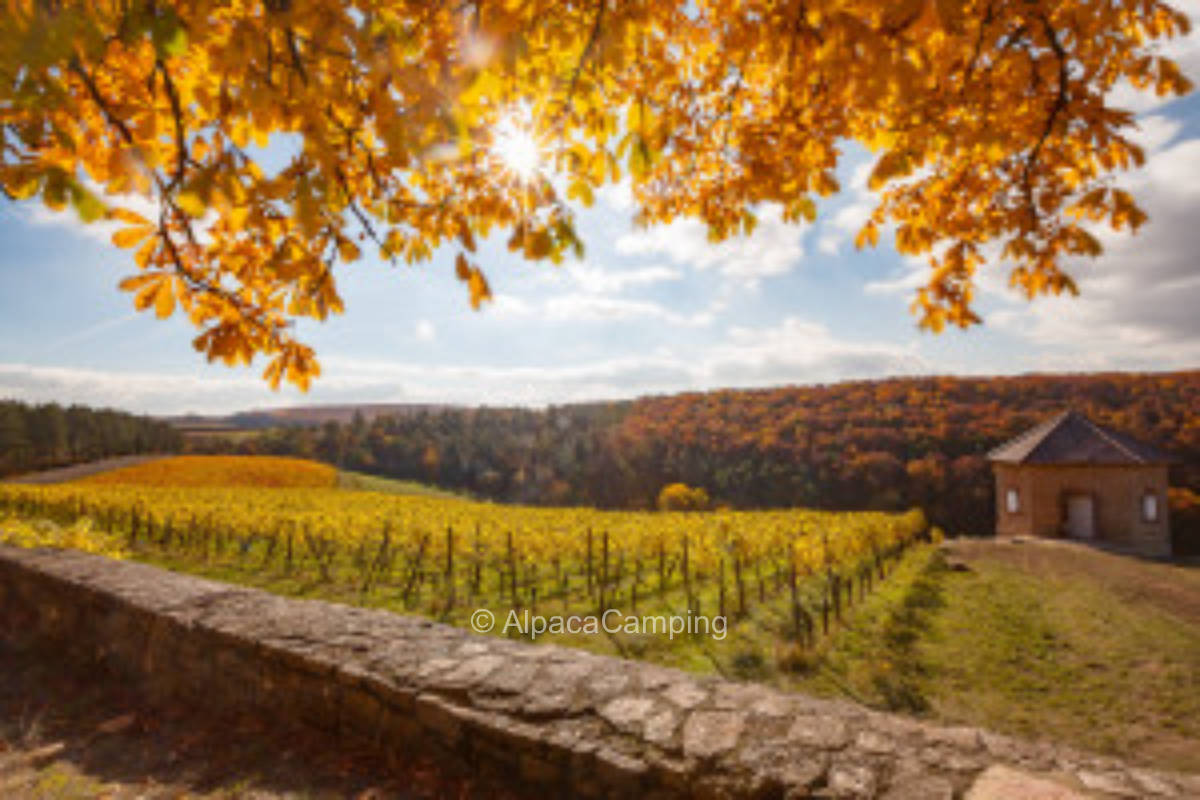 Organic Winery at Saaleck Castle #2