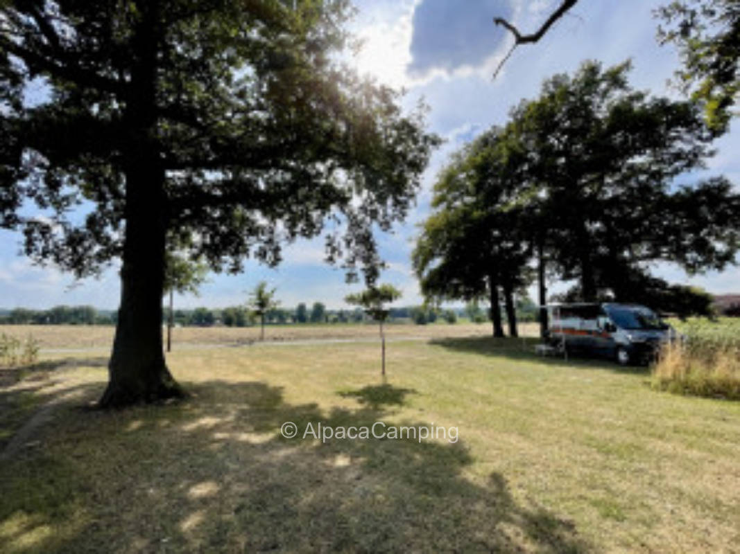 At group of trees surrounded by fields #1