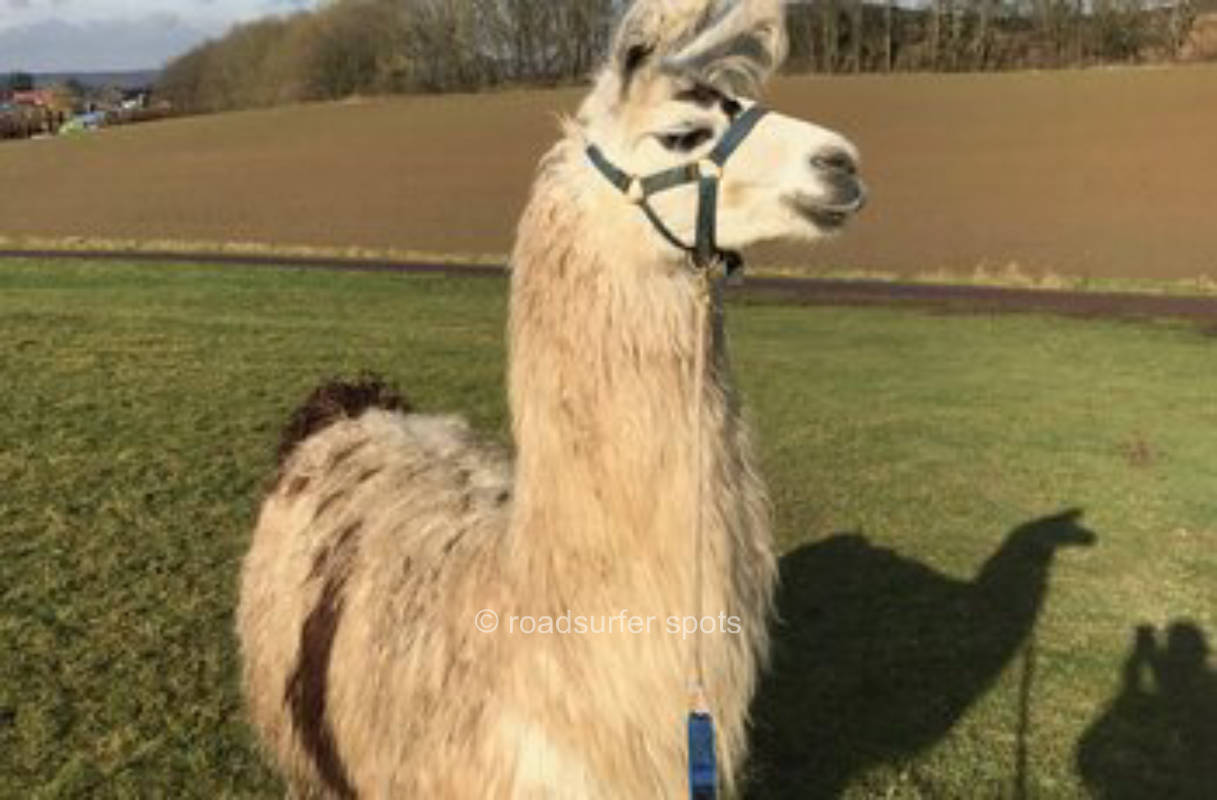 Sonnenhof llamas & alpacas