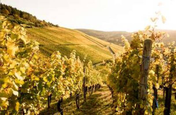 Wine.Nature Enjoyment.Culture at Wilhelm Kern - Wine family since 1903.