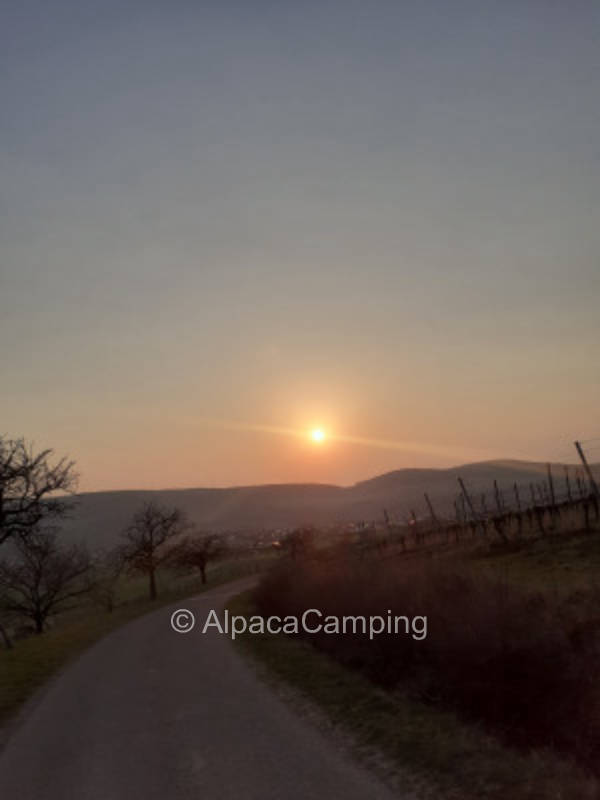 Vineyard fruit meadow
