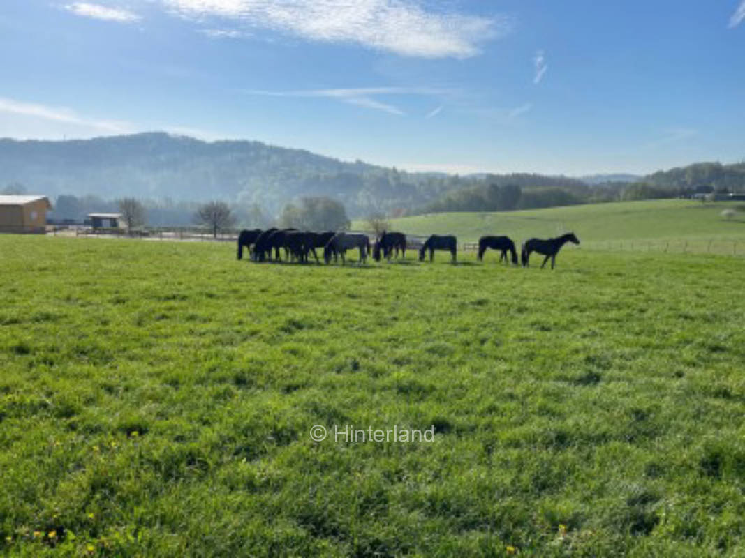 Pferdeweide mit Ausblick ins Bergische Land