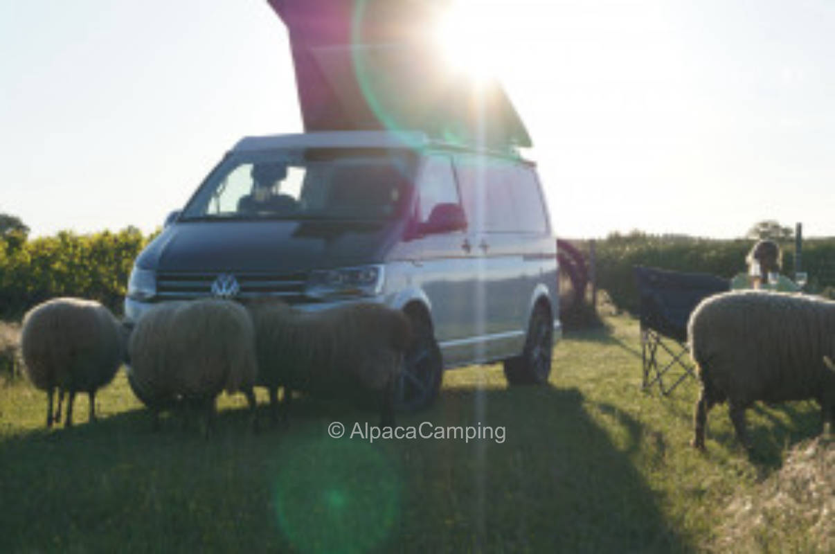 Camping und Wein? Wohnmobilstellplatz im Weinberg inmitten von Schafen #1