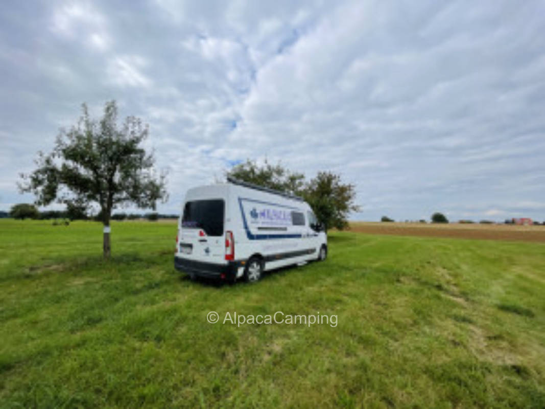 Franconian Sundown under fruit trees #3
