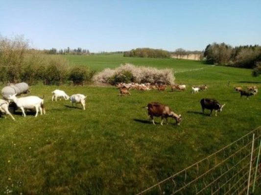 Pitch organic farm Ulmenhof