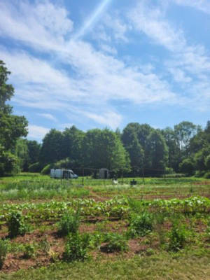 A little break between organic vegetables and slow flowers