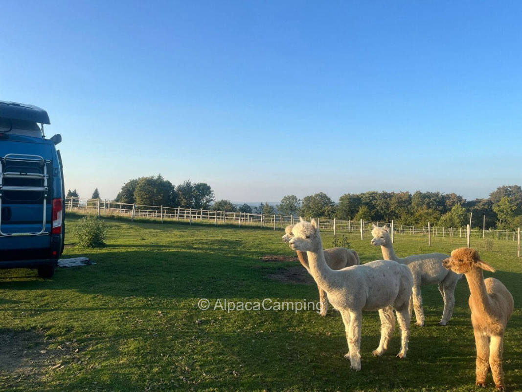Quiet place in close proximity to the alpacas #1