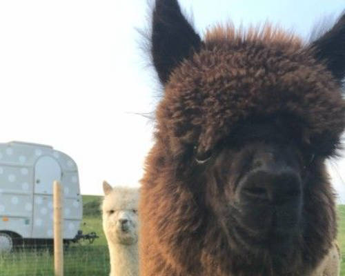 Idyllic secluded location with the alpacas