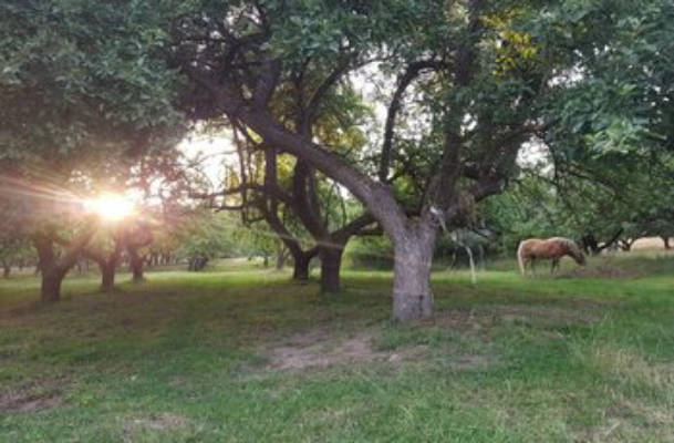 Camping-Idylle mitten in der Natur/Streuobstwiese 