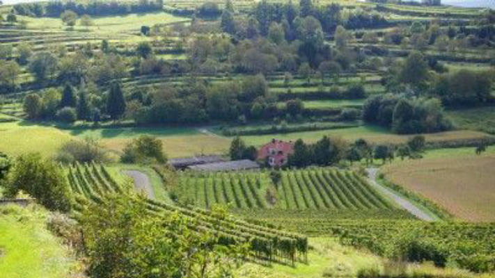 Meadow at the Weinhof - surrounded by vineyards