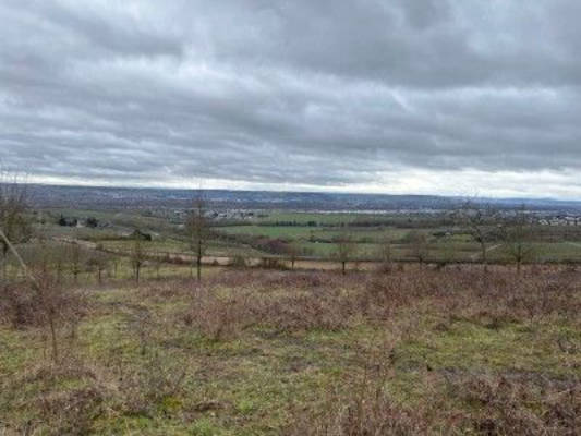 Steinberg Kuhweide in Rheingau