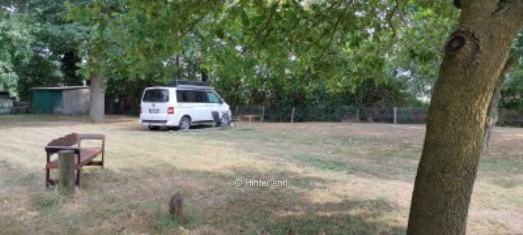Cute meadow under old trees