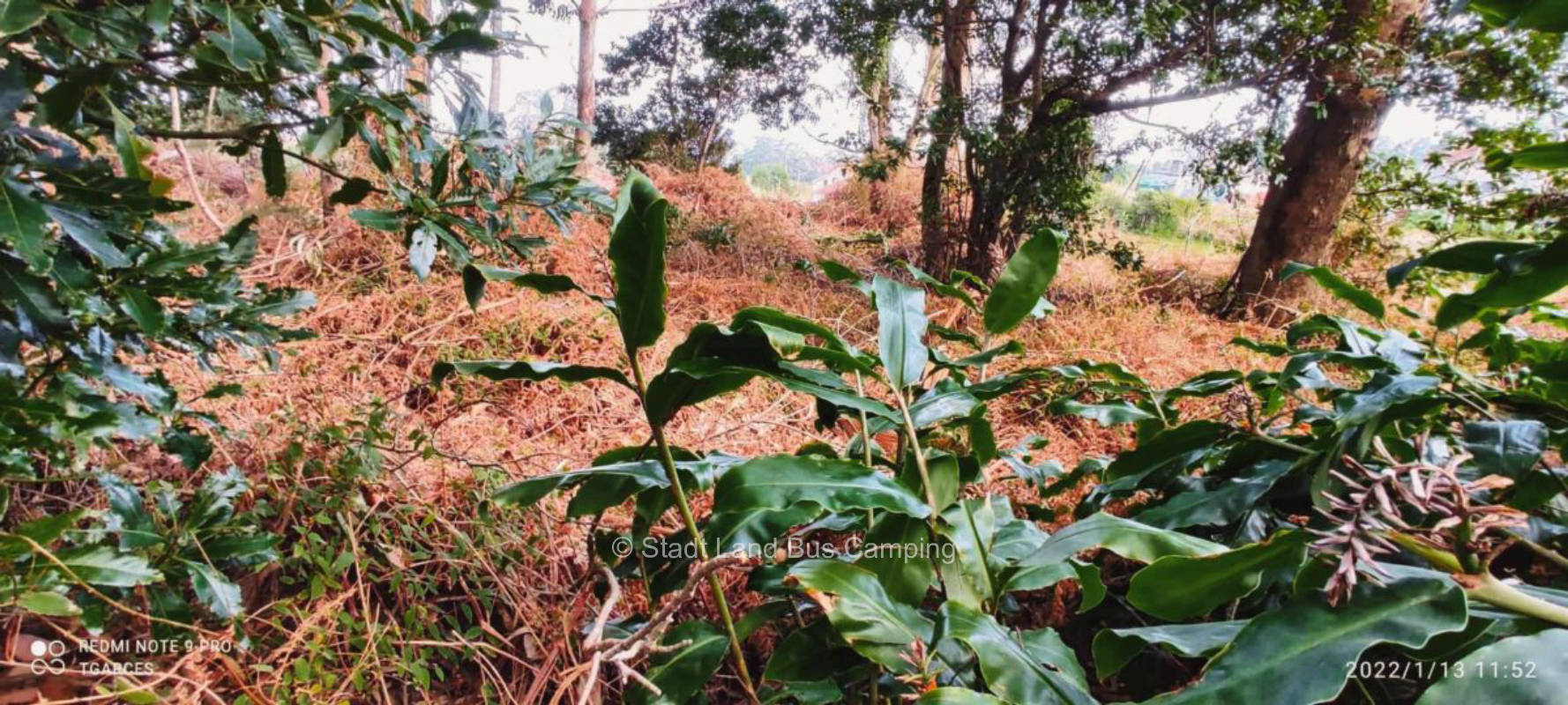 T. Quinta calma