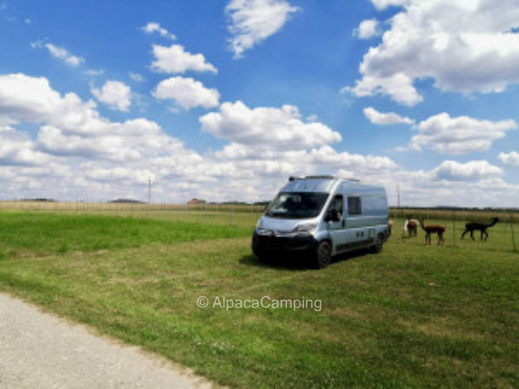 To the rose garden with alpacas #1