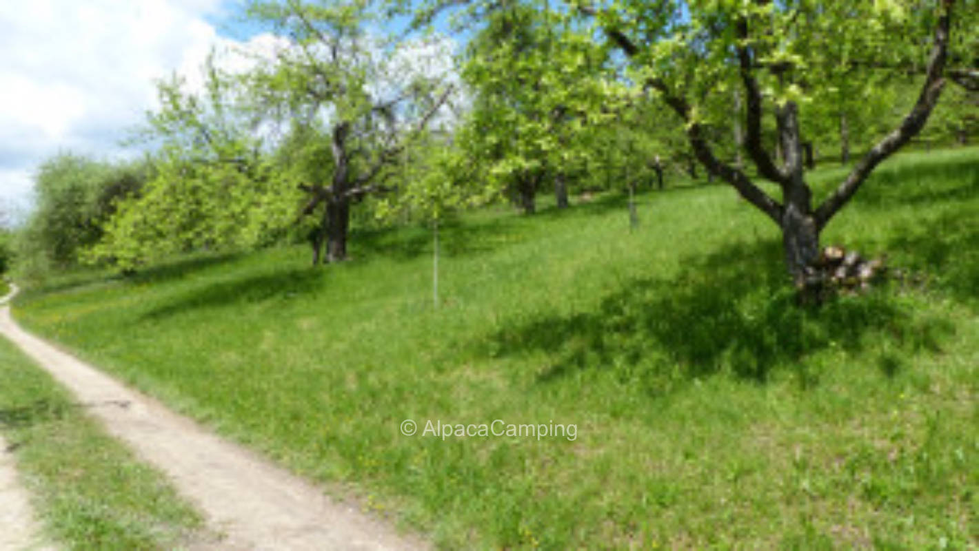 Organic orchard meadow Urbacher nature