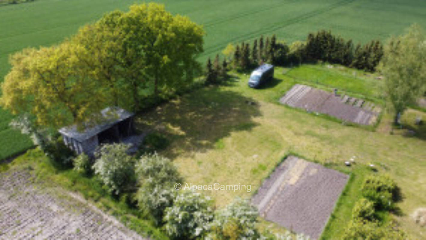 On the meadow at the edge of the field