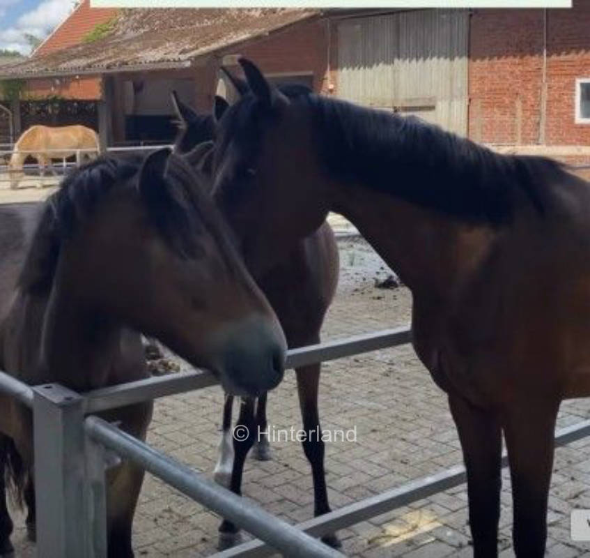 Camp inmitten von Tieren & Natur im Emsland