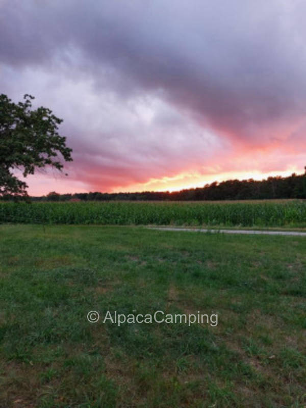 Zwischen Kühen und Enten #3