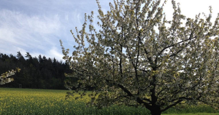 Cherry Garden
