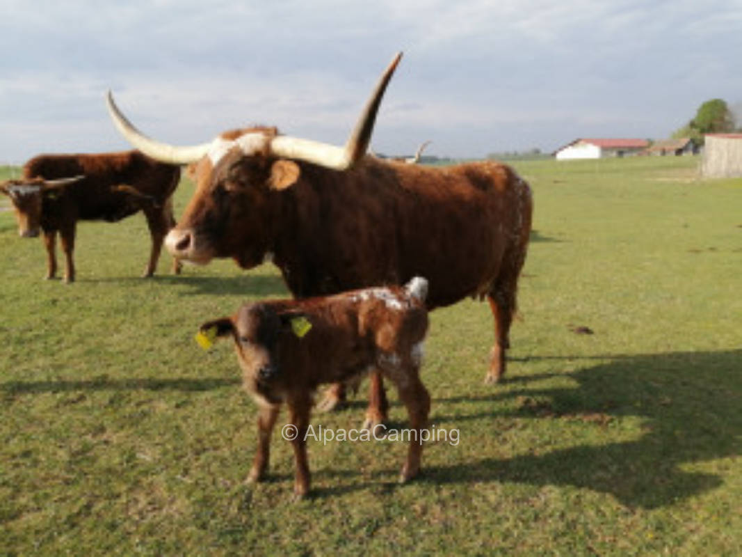 Time out on Swabian farm #2