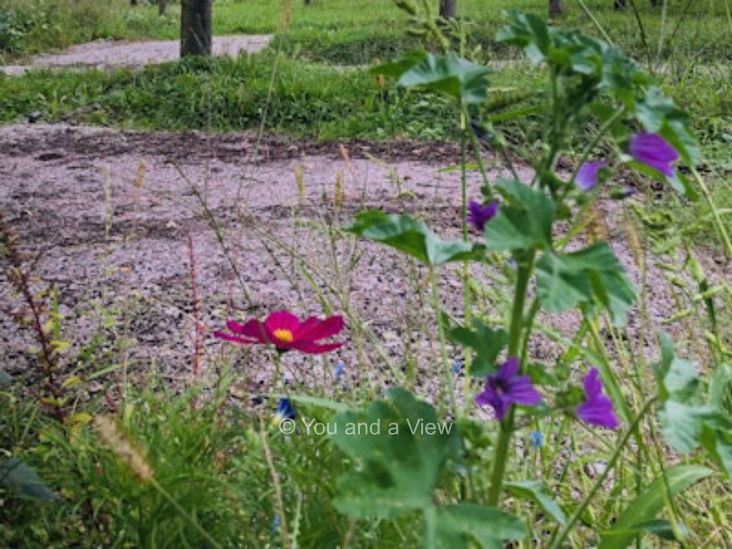 Stellplatz unter Kirschbäumen an unserem Hofglück