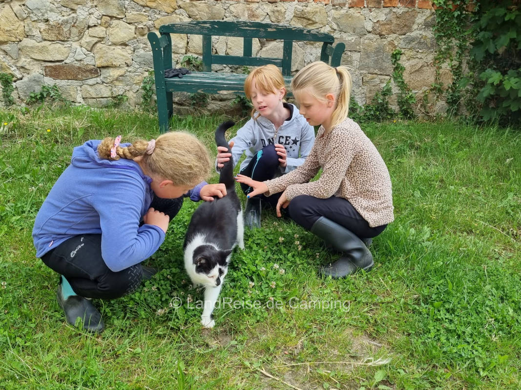 Idyllic pitch on old westphalian horse farm