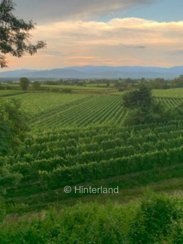 Einmaliger Weitblick im Weinberg in Freiburg