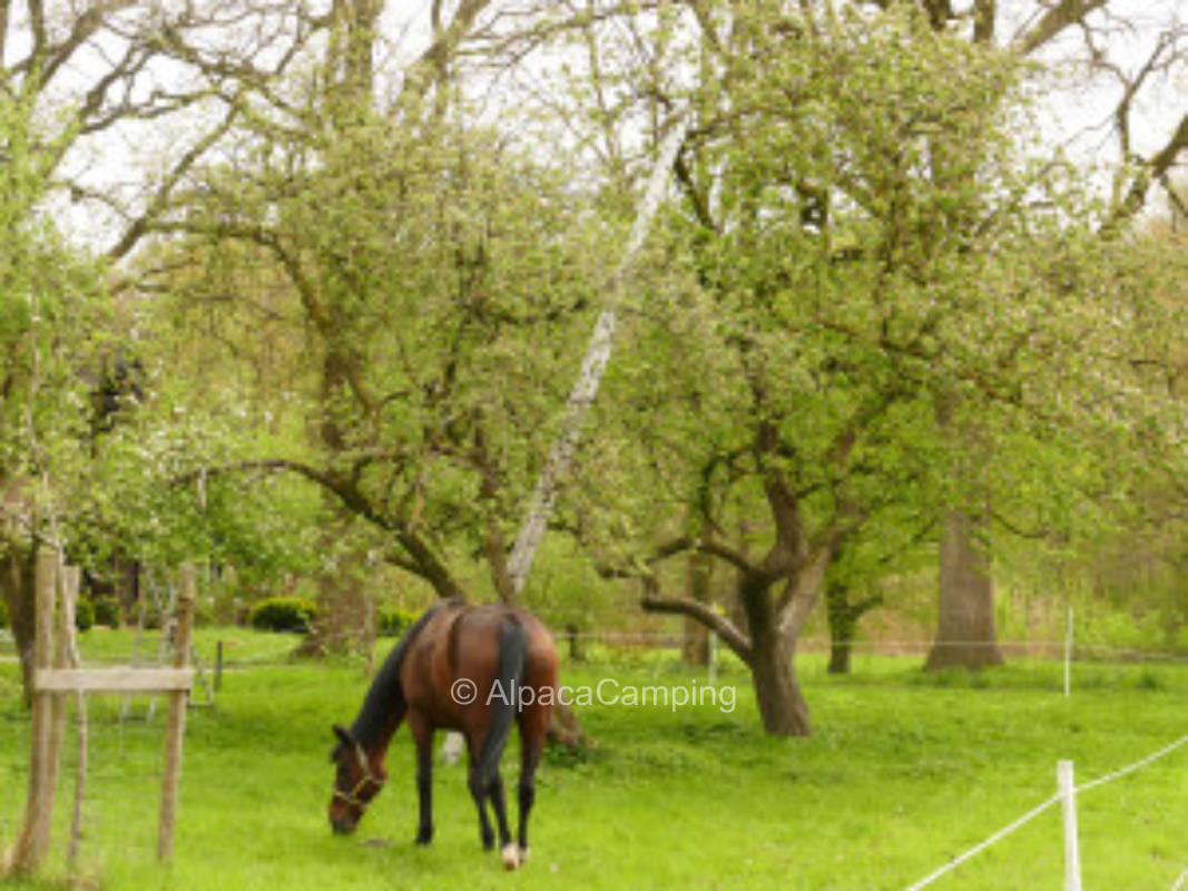 An der Streuobstwiese #2
