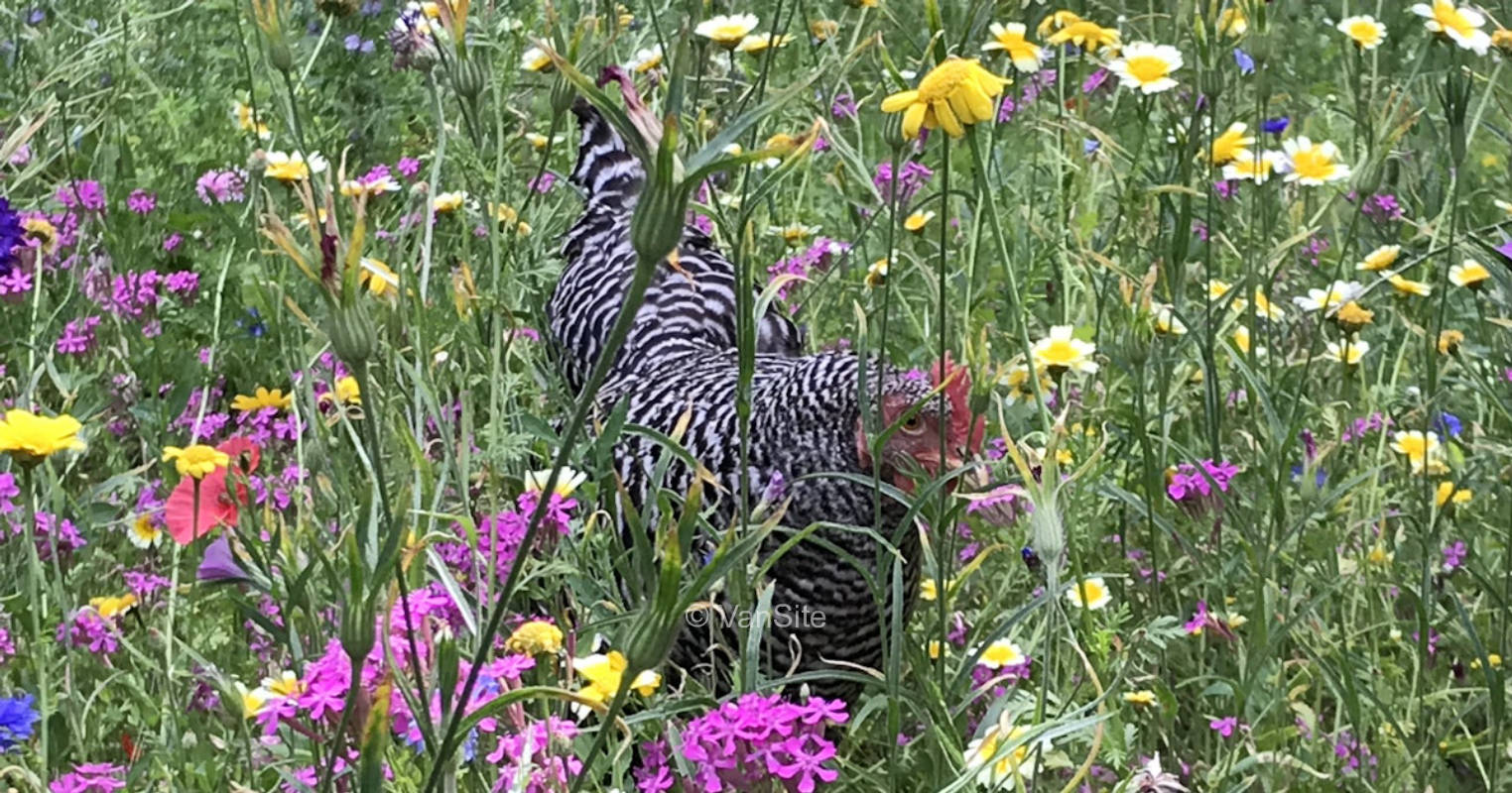 Die Bauernwiese am Logabirumer Wald