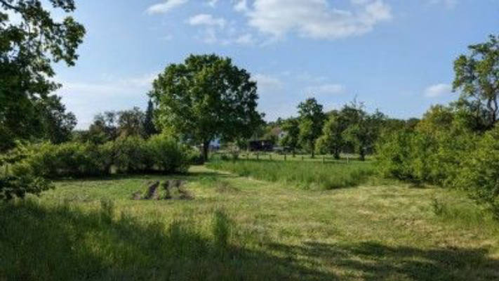 Sommerlaune - Obstwiese am Rande des Sternenparks