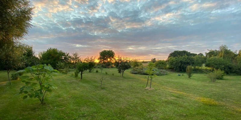 Streuobstwiese mit sonnenuntergang