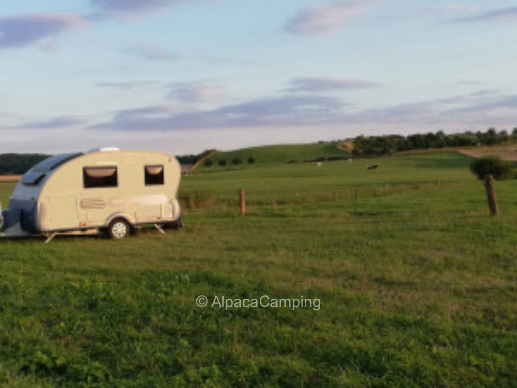 Auf der Wiese mit Weitblick #2