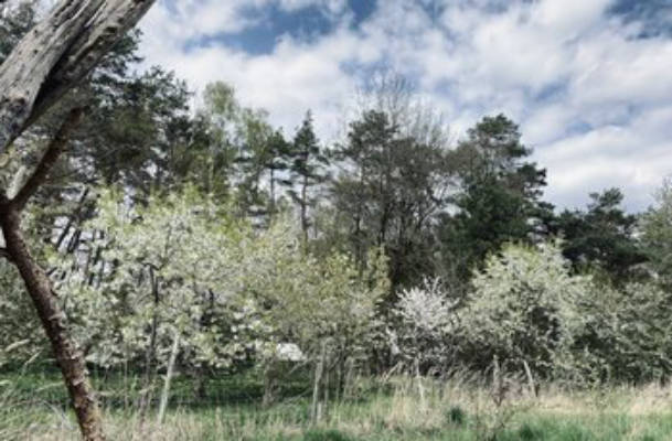 Wildromantisch zwischen Wald, Feld und Wiese