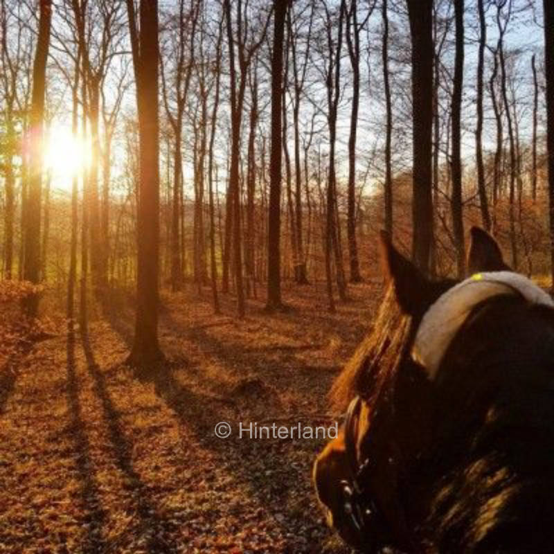 Stellplatz mit Pferdeblick nahe Müritz und A19