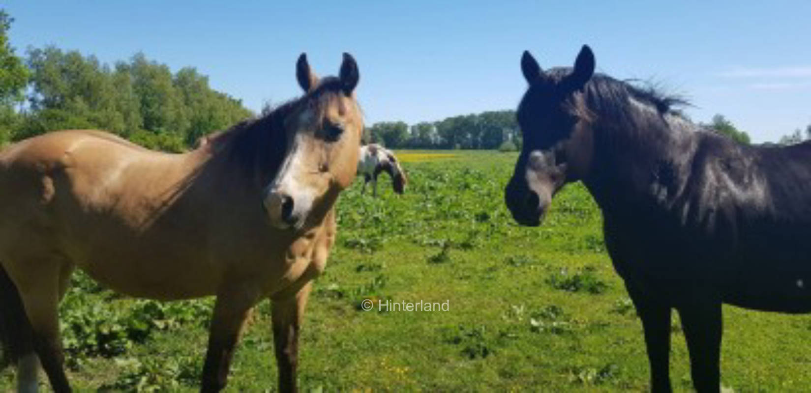 A spot of Rügen on the peninsula Wittow