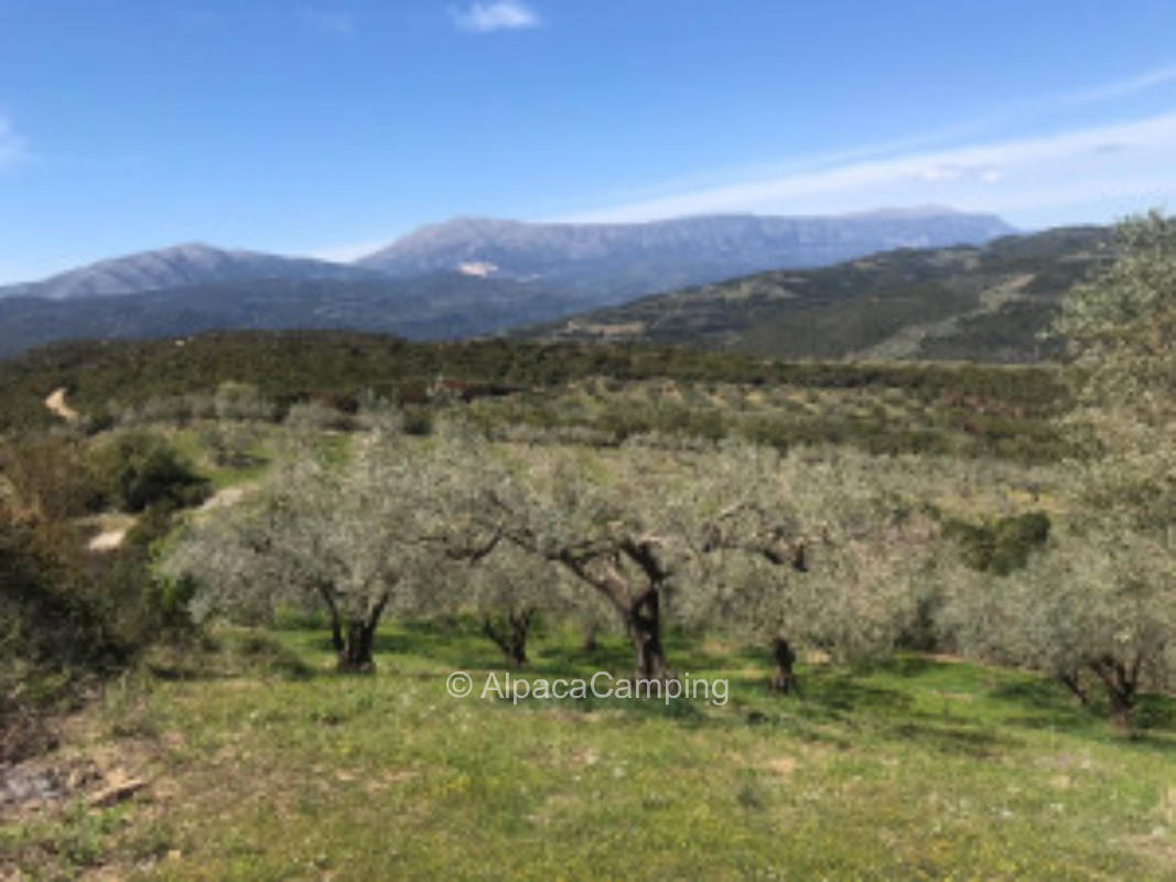 Under the olive trees #2