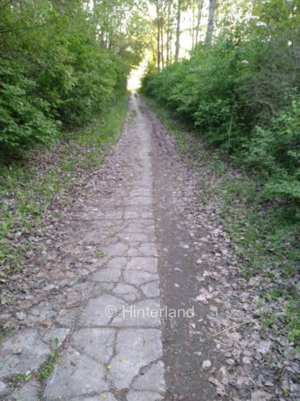 In the middle of nature between river and beavers