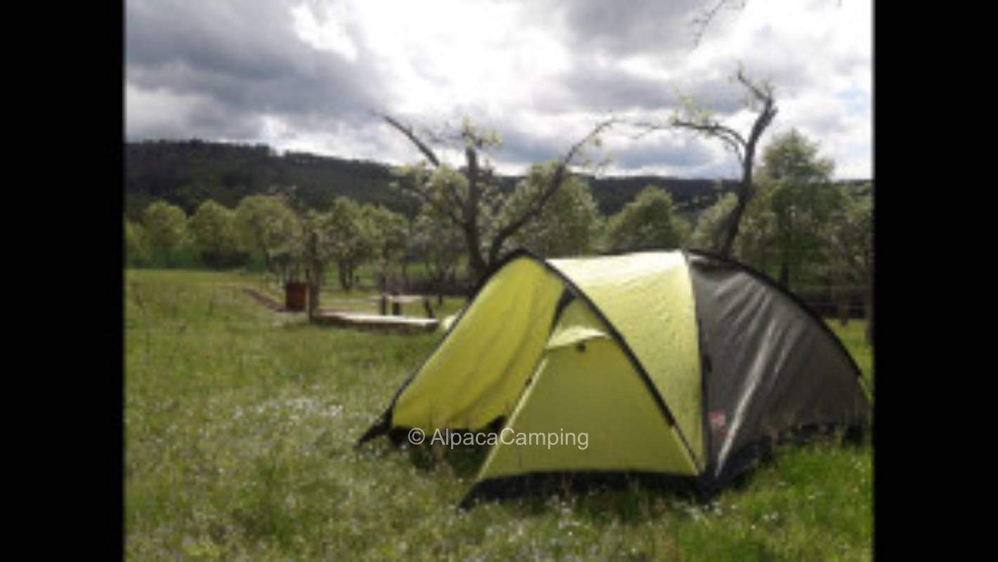 Camping in apple forest #1