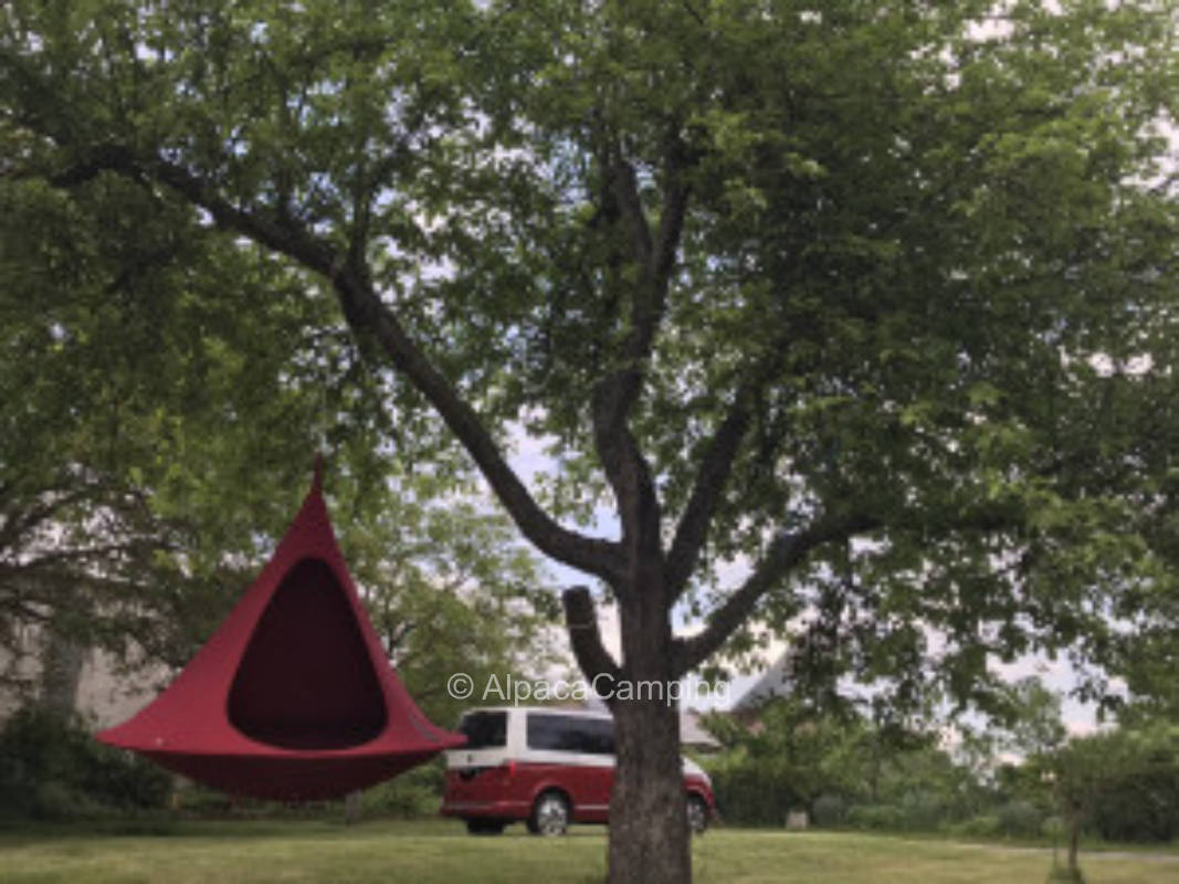 Camping at the alpaca farm #1