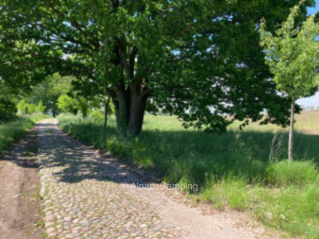 Alte Kirschen Allee