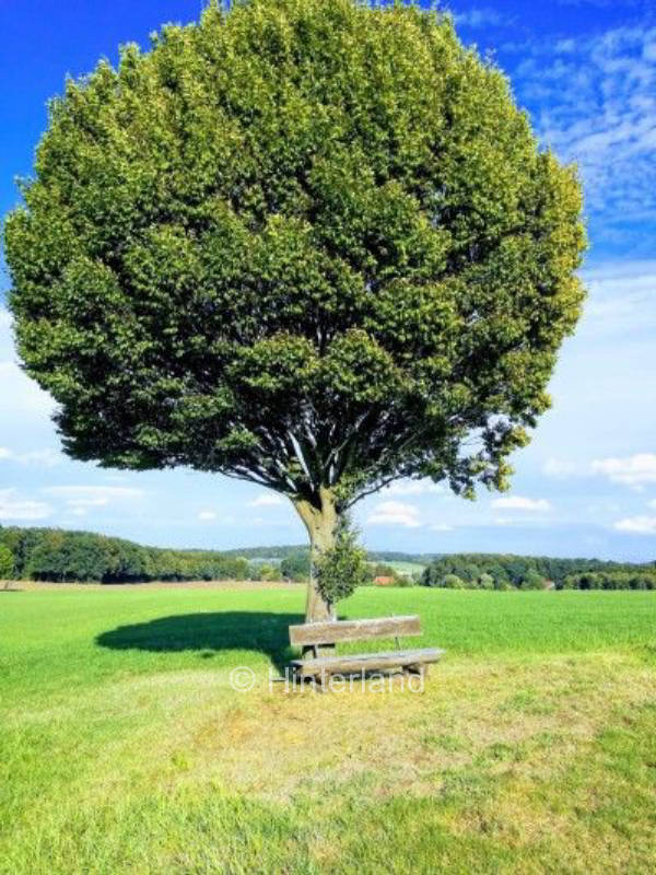 Grüne Wiese am Wiehengebirge 