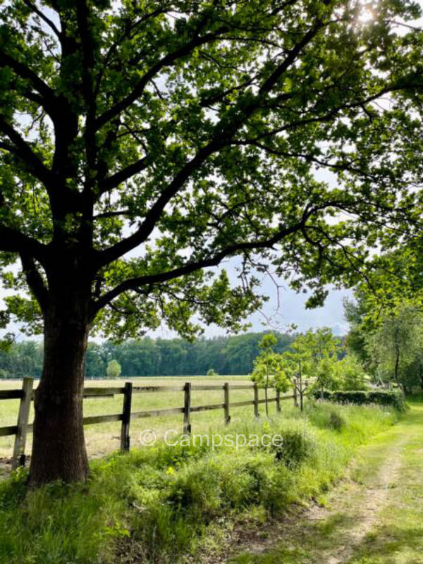 Unter alten Eichen