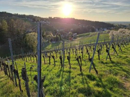 Idyllic farmyard at the vineyard in Sasbachwalden