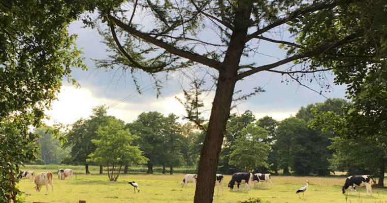 An der Weide im Landidyll bei Bremen
