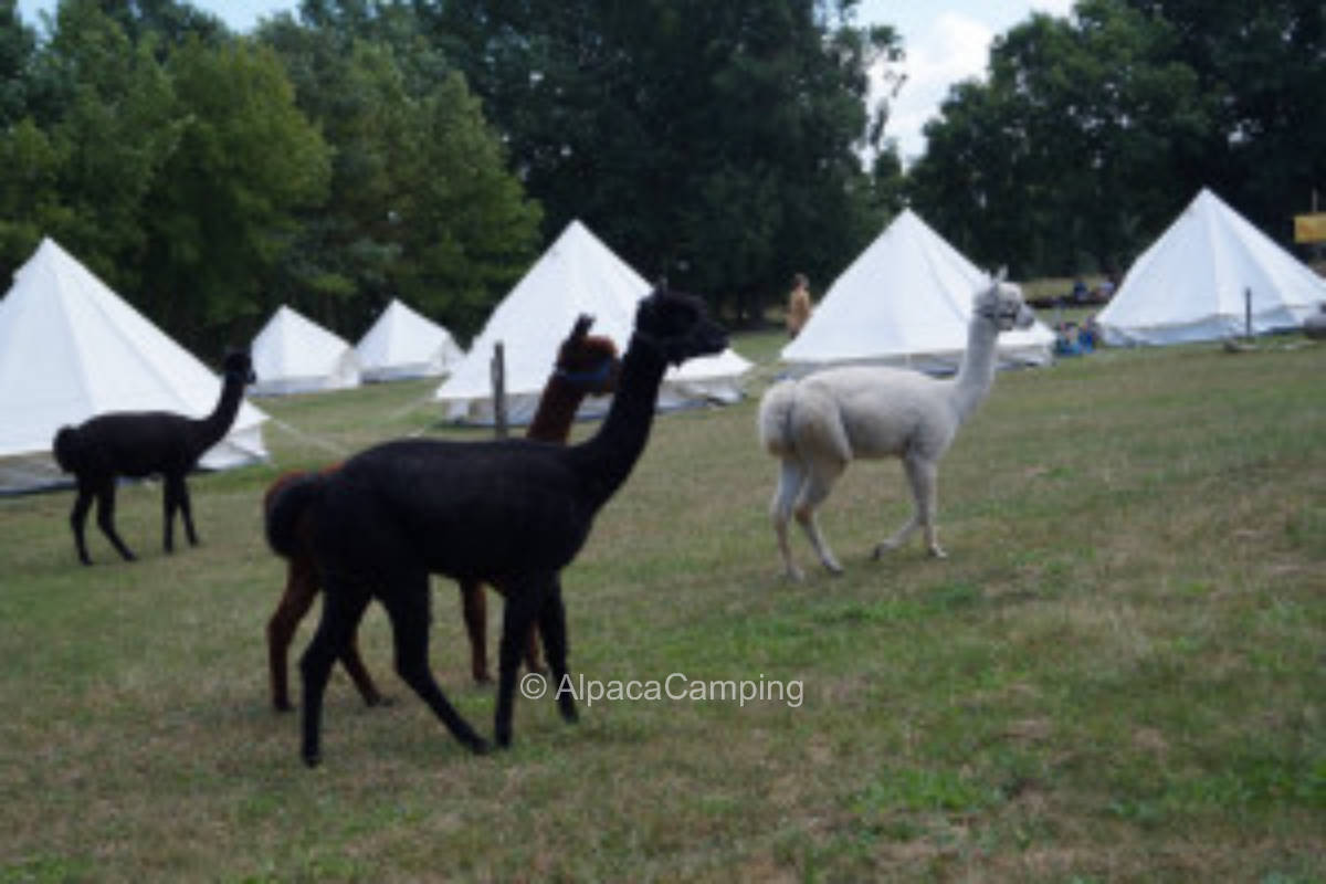 Pure relaxation in the alpaca pasture #1